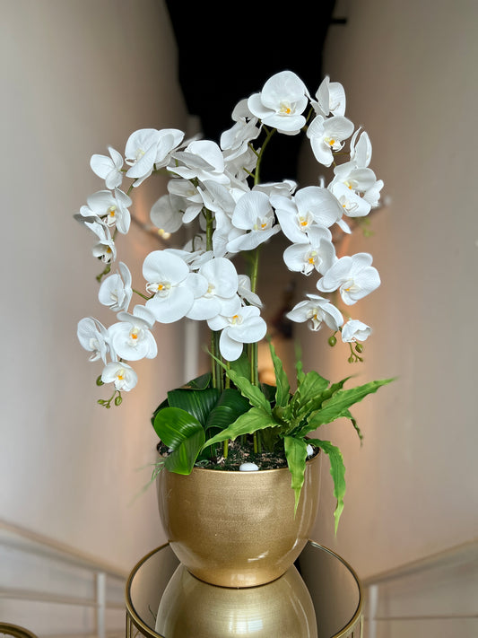 Phalaenopsis in Gold Rush Pot With Stand (5 Stalks)